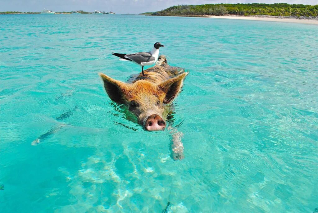 Pig with bird on back swimming in the Bahamas