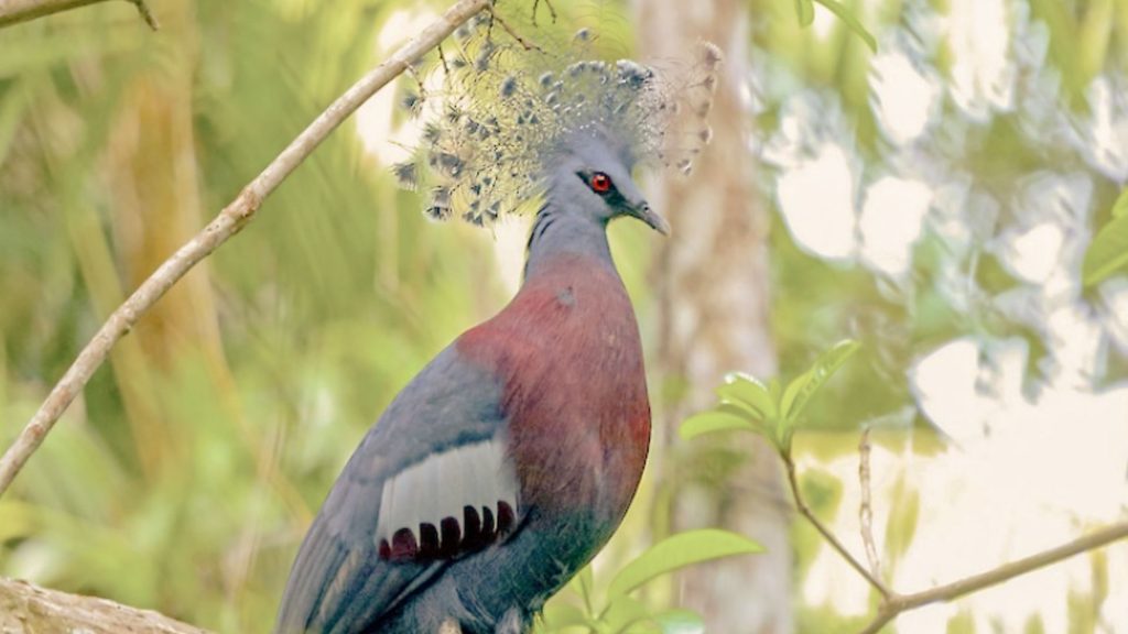 Colorful crowned pigeon perched in the forest canopy near a World War II historic site in the Solomon Islands, part of the South Pacific