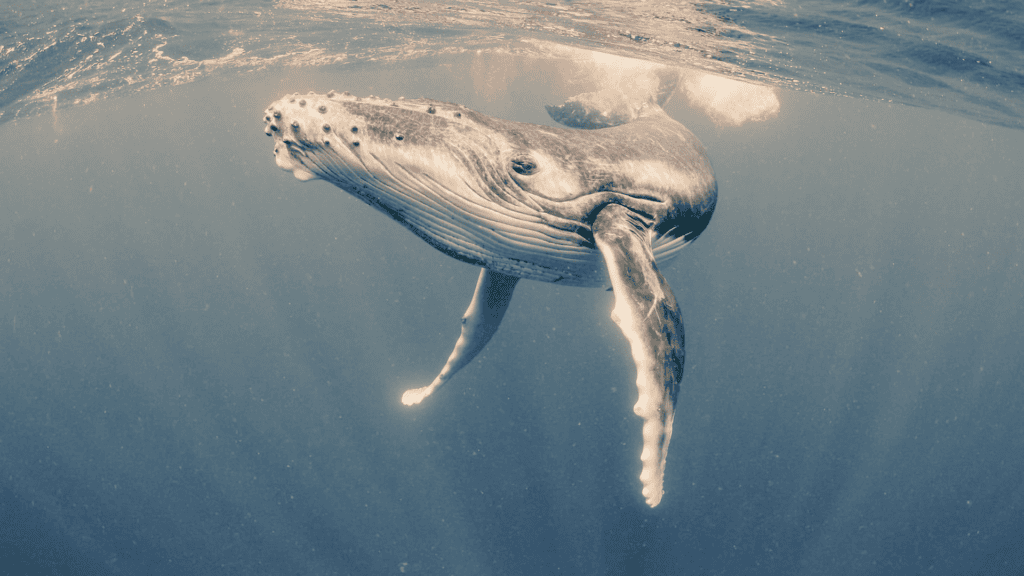 Whale sighting near Mo'orea, French Polynesia, during whale season