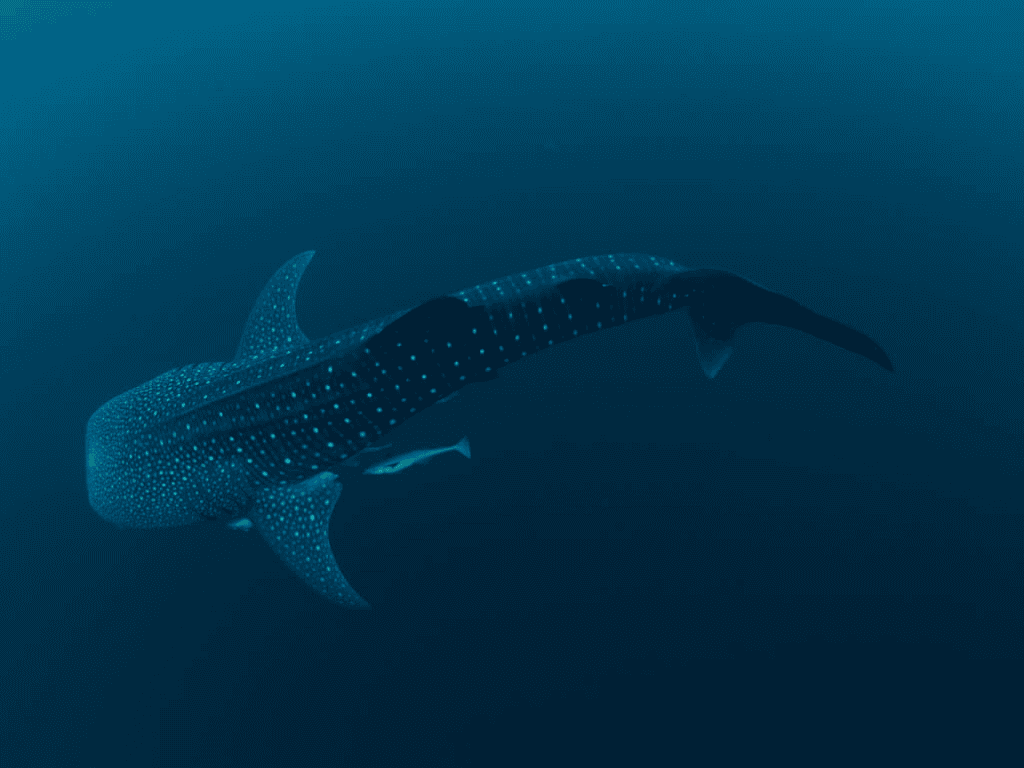 Whale shark swimming near Holbox Mexico