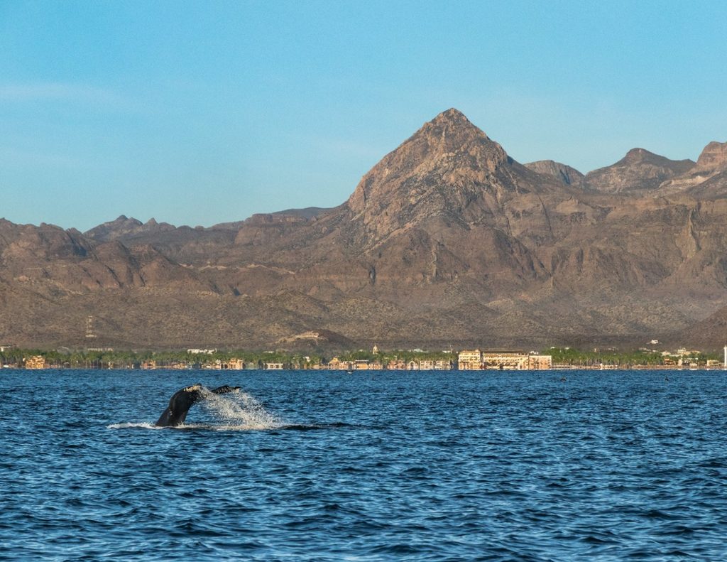 Whale tail in the Bay of Loreto