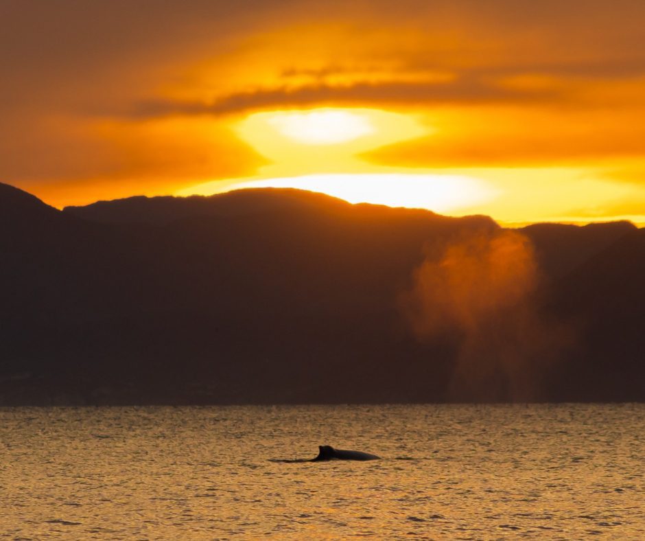 Whale in Bay of Loreto at sunset