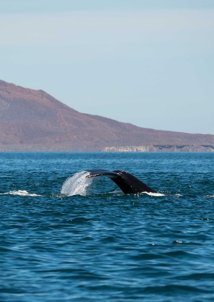 Whale Tail in the bay of Loreto