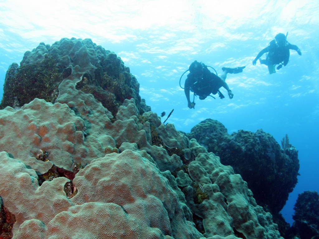 Diving in the Chinchorro Bank Biosphere Reserve near Mahahual