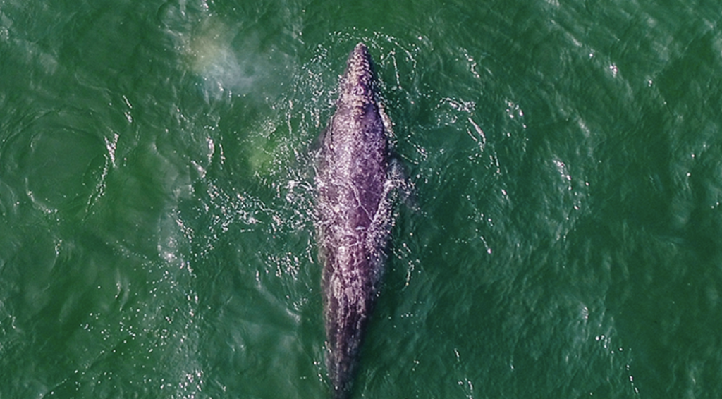 Grey Whale in Mexican waters.