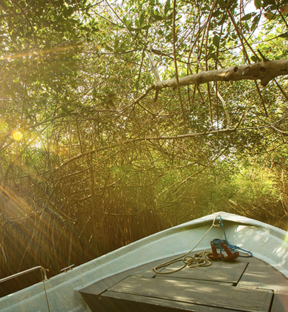 Canoe in Mangroves El Salada Estuary
