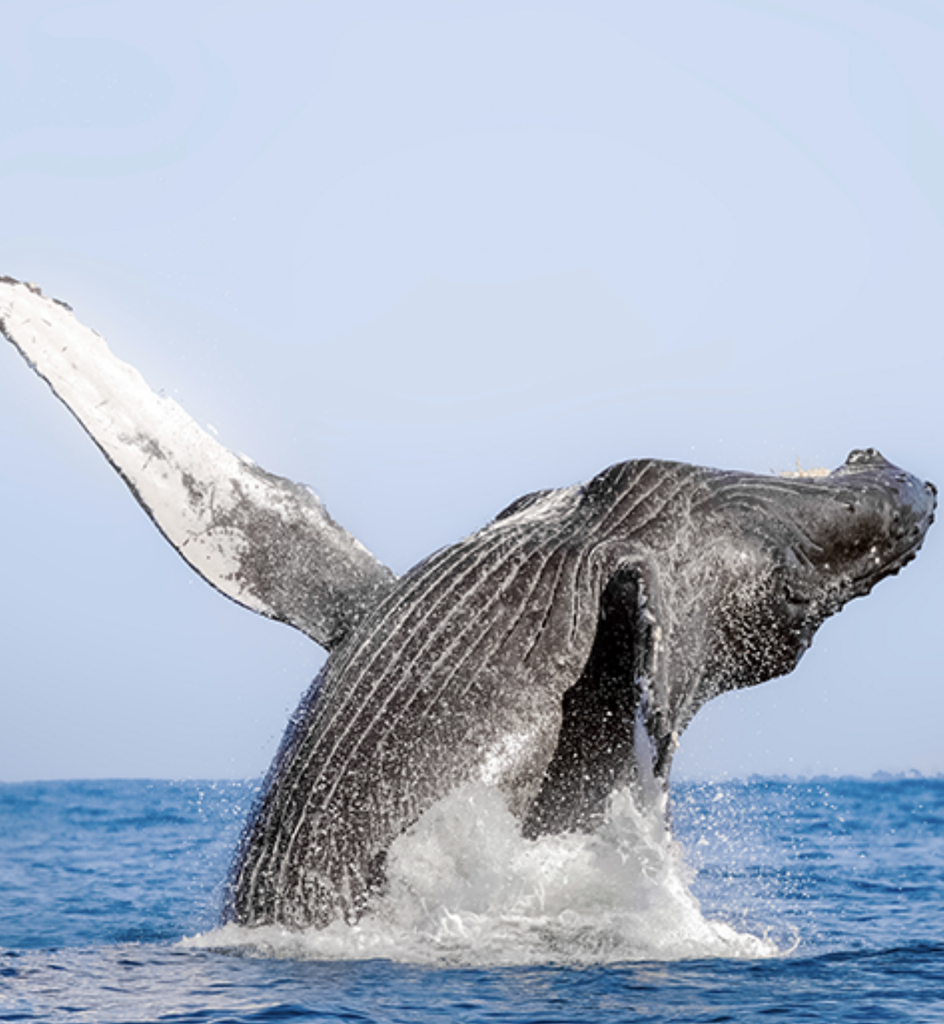 Humpback Whale Breaching