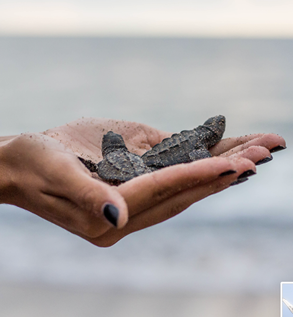 Baby Sea Turtles