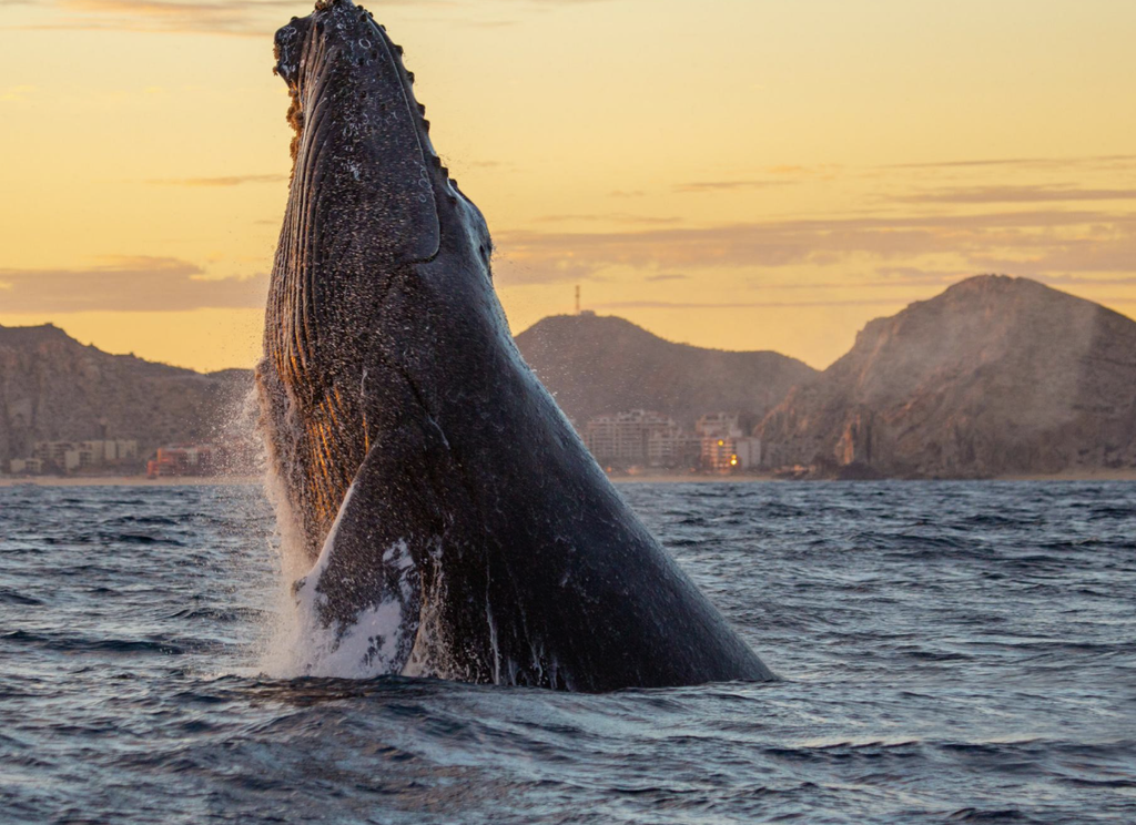 Whale in Los Cabos.