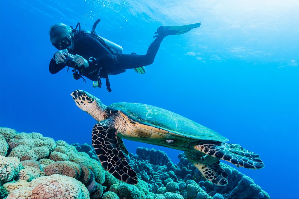 Turtle and snorkler at Berry Islands.