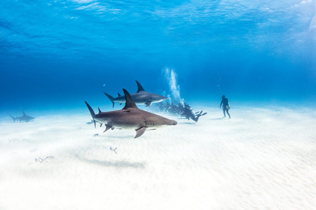 Shark exploring at Bimini