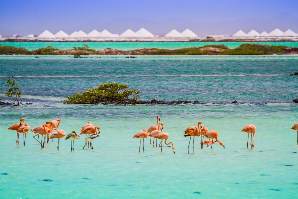 Flamingo Sanctuary and Salt Mountains in Bonaire
