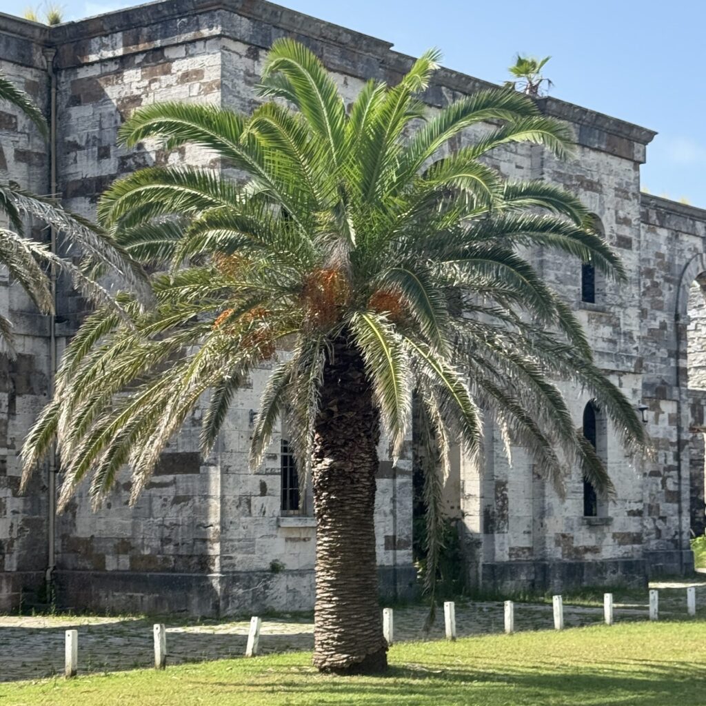 Palm tree by the fort in Bermuda