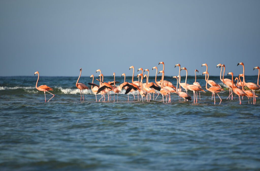 group of Flamingos in Inagua