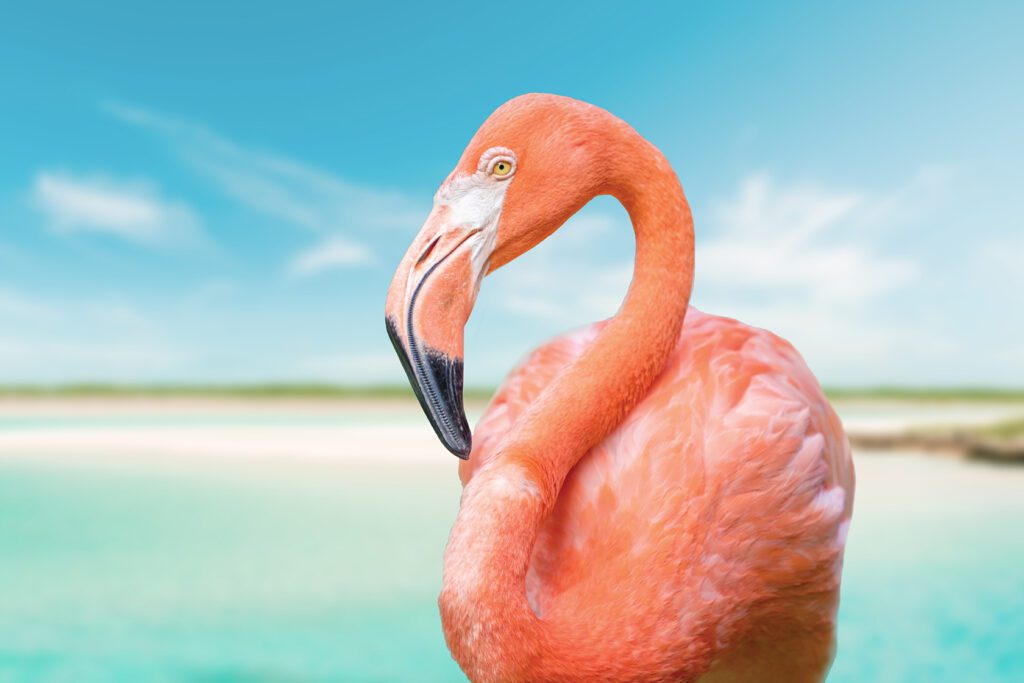 Flamingo of Inagua