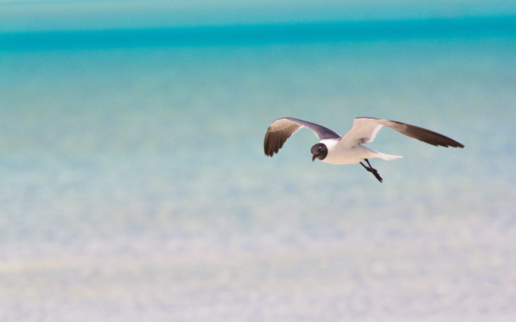 Bird flying along Long Island