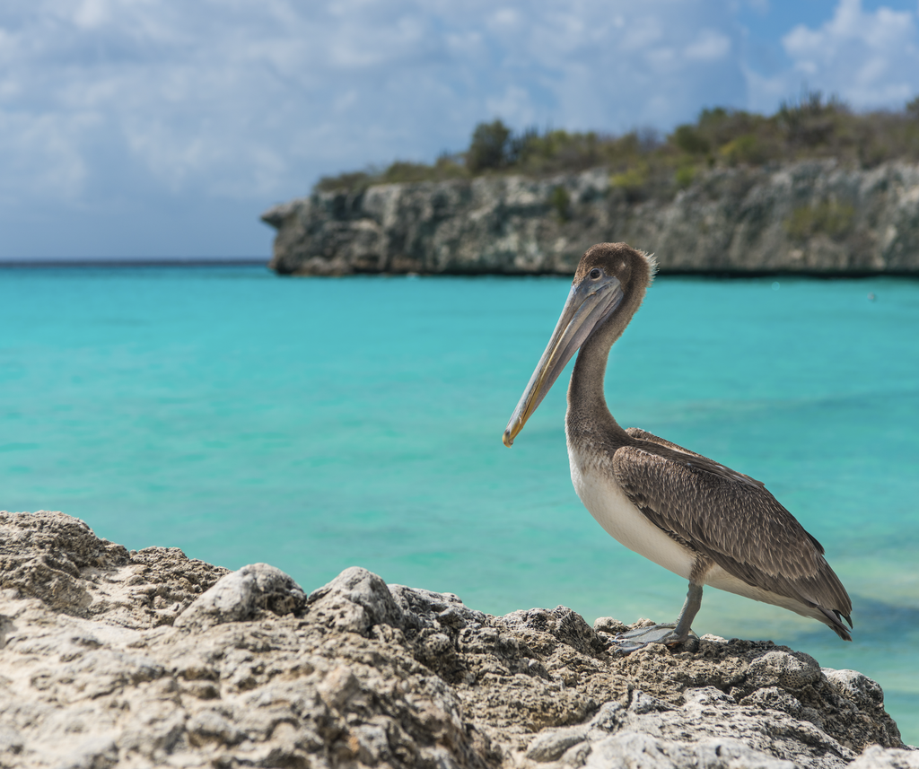 Pelican resting on the rocks
