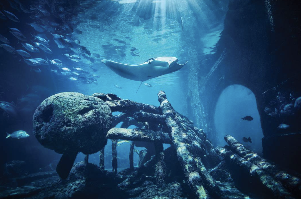 Manta Ray swimming in habitat in Atlantis