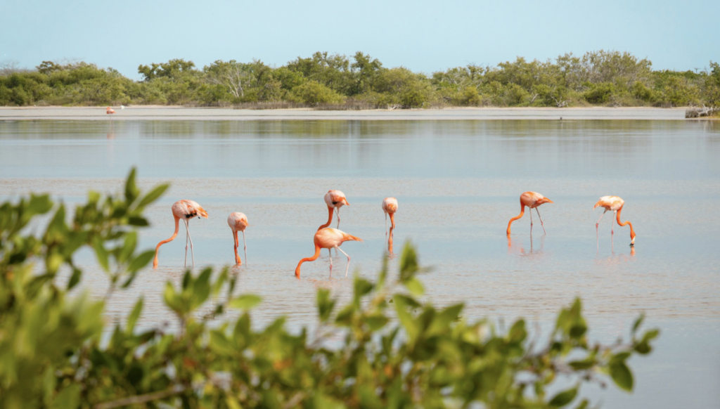 Flamingos in North Caicos 