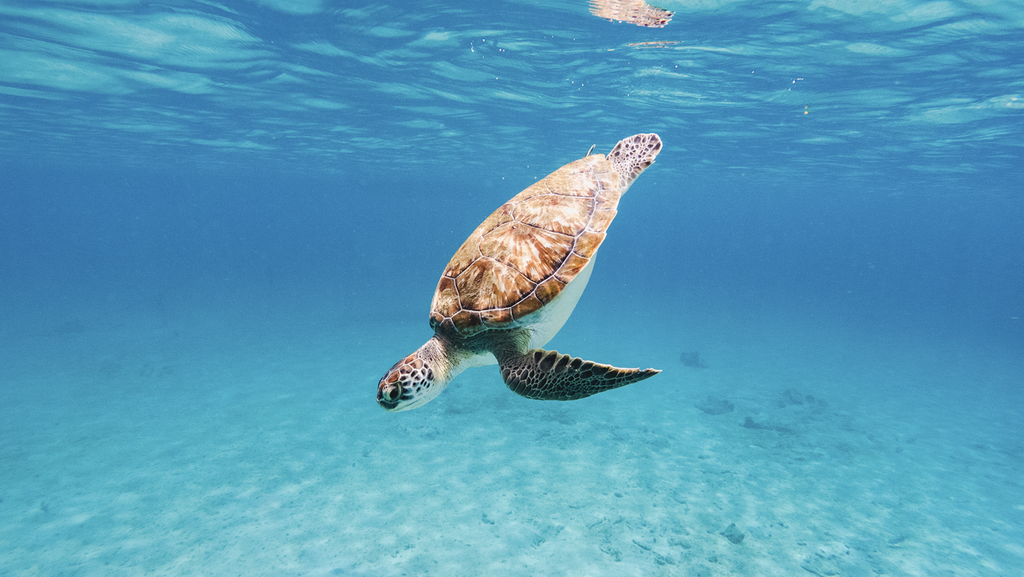 Middle Caicos sea turtle swimming