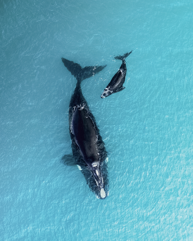 Whales at south Caicos