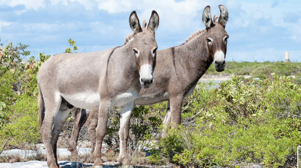 Grand Turk Wild Donkeys