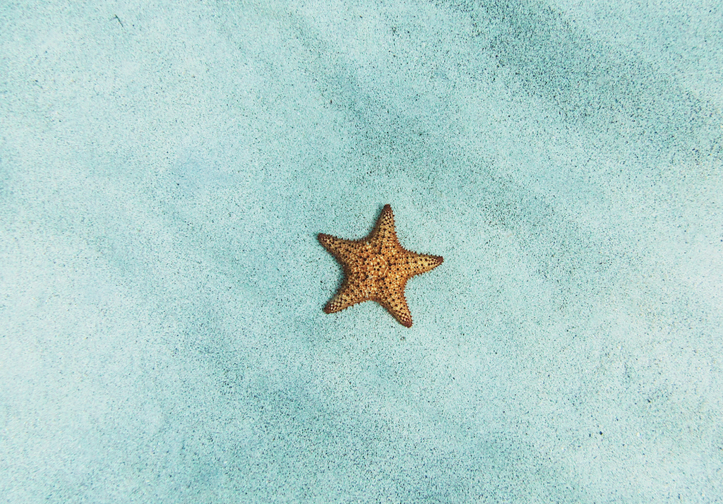 Starfish at Salt Cay