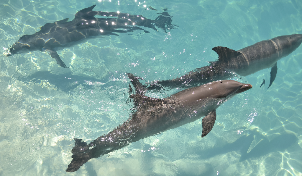 Parrot Cay Dolphins