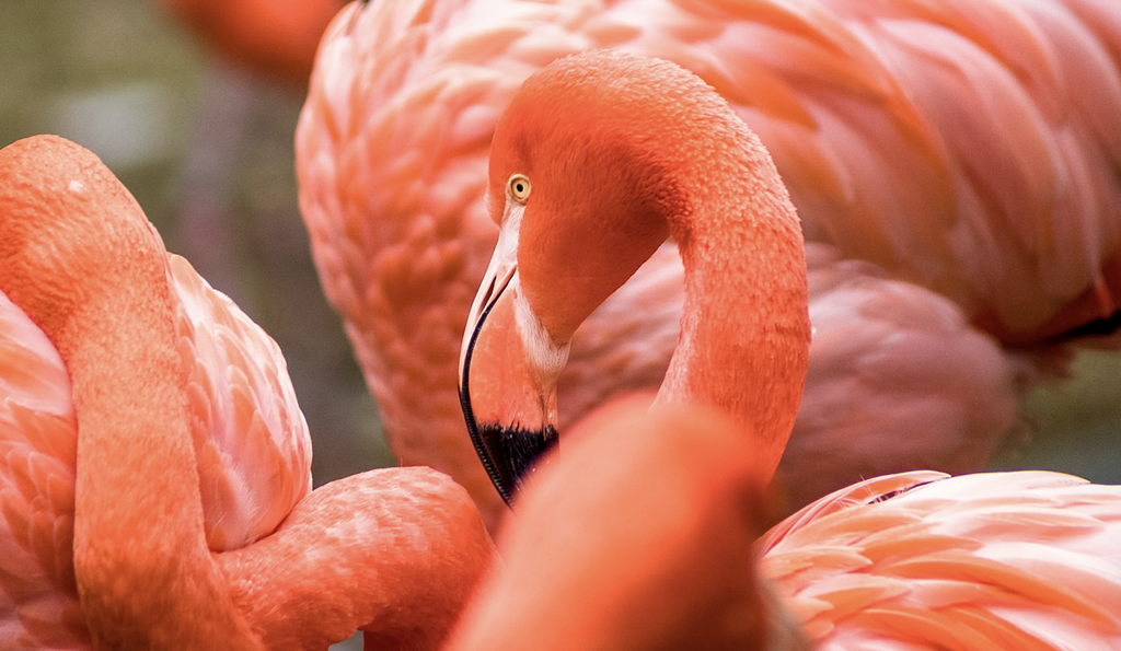 Parrot Cay Flamingos. 