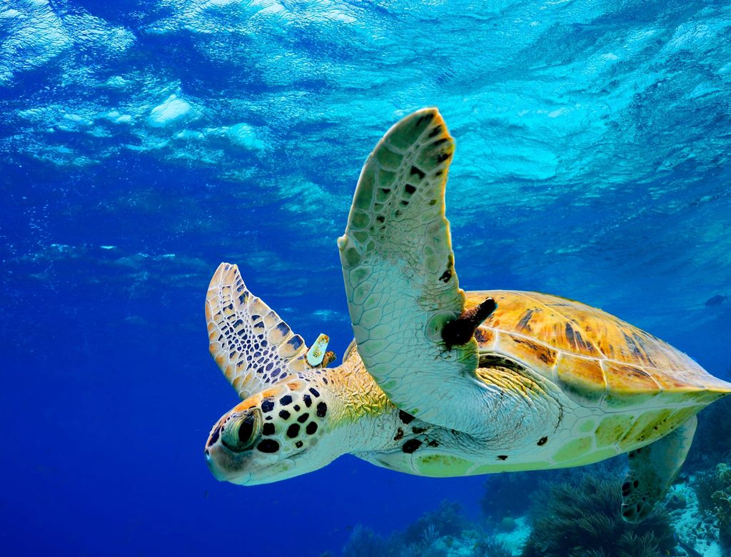 Sea Turtle