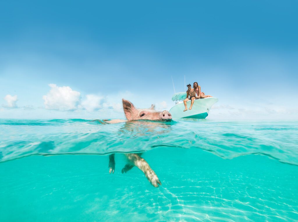Pigs swimming at The Exumas